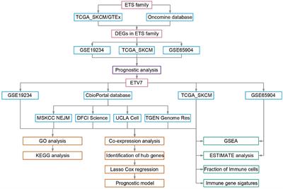 Integrated Analysis of the ETS Family in Melanoma Reveals a Regulatory Role of ETV7 in the Immune Microenvironment